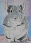 chinchilla26