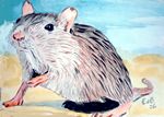 gerbil26