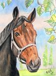 horsewnn