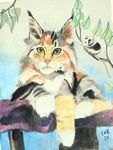 maincoon25-4