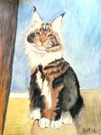 maincoon26-4