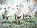 schapen 23-11
