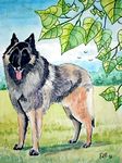 tervuerenseherder26