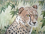 cheetah23-11