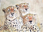 cheetahs25-1