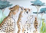 cheetahs25-9