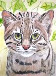 geoffroykat25-3