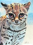 margay26-6