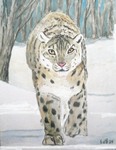 sneeuwpanter2412