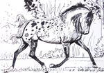 appaloosa26