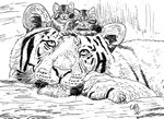 bigandsmallcats