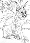 caracal26-9