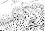 cheetahs26-5