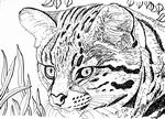 geoffroycat26-7