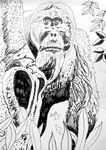 gorilla25