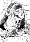 monkeycat