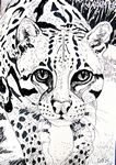 ocelot25-6zw