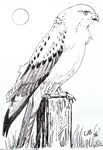 wittebuizerd26-5