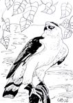 zwkuifarend26