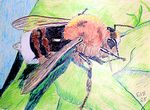 boomhommel25