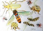 insecten25-92