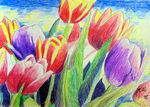 tulpen25-3