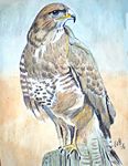 buizerd26-10