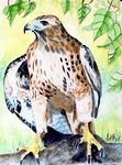 redtailedhawk