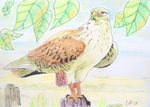 ruigpootbuizerd25-9