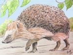 egel25-1