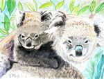 koalabeertjes26