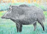 wildzwijn25