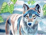 wolf26-5